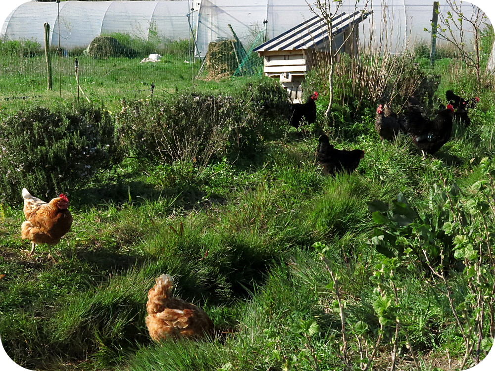 poules mobiles